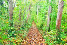 Photo d'un chemin au mileu de la forêt. Le chemin est recouvert de feuilles mortes.